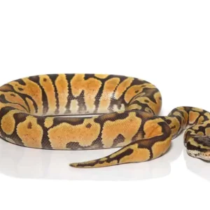 baby pastel enchi yellowbelly orange ghost ball python for sale