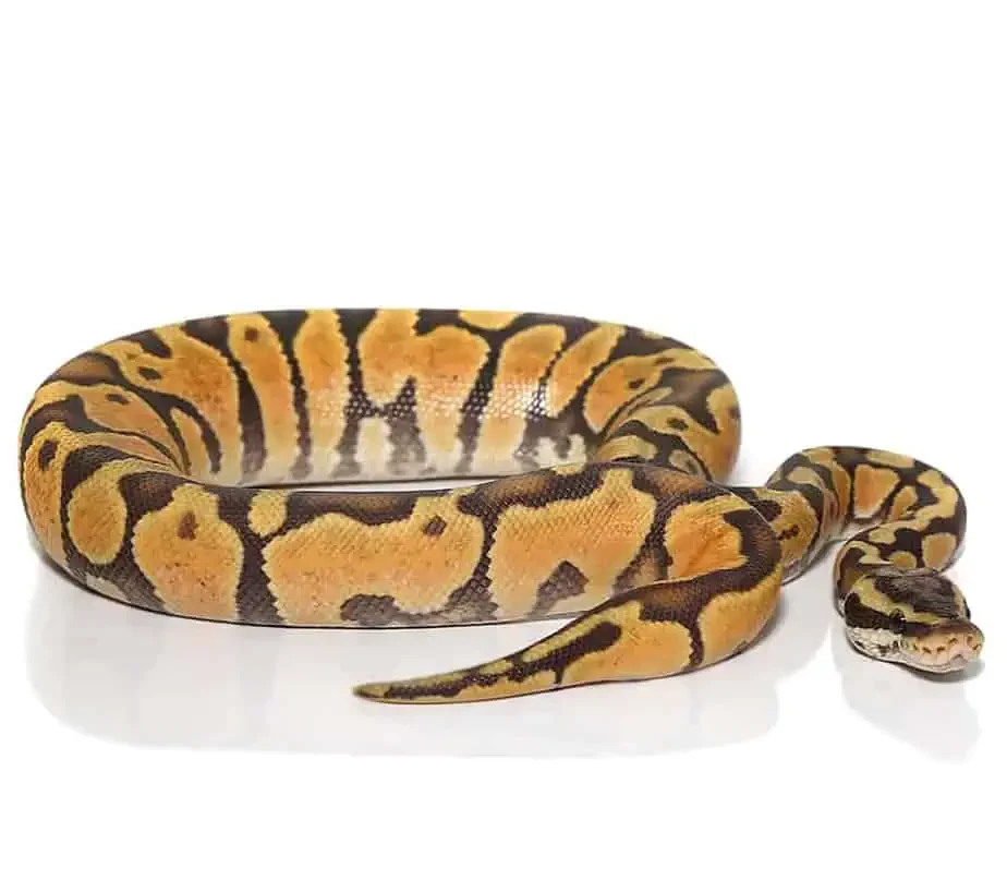 baby pastel enchi yellowbelly orange ghost ball python for sale