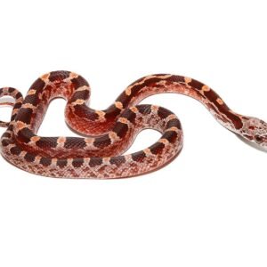 baby pied sided blood cornsnake for sale