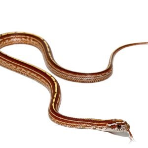 c.b. baby striped cornsnake for sale