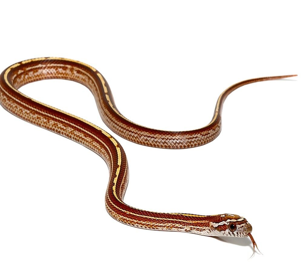 c.b. baby striped cornsnake for sale c.b. baby striped cornsnake for sale