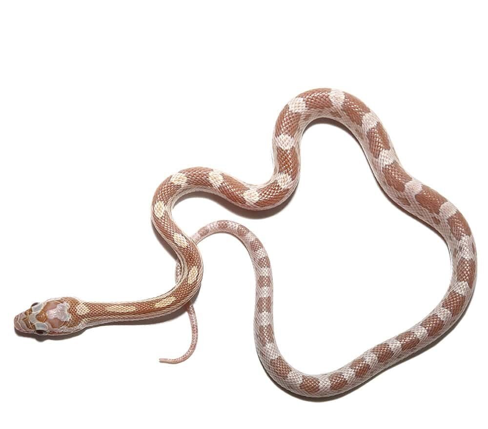 c.b. baby topaz cornsnake for sale c.b. baby topaz cornsnake for sale