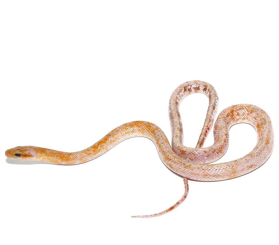 calico chinese beauty snake for sale calico chinese beauty snake for sale