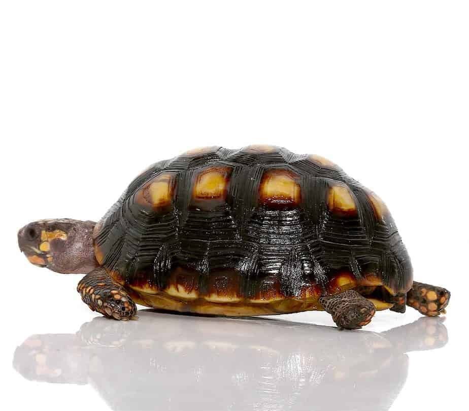 colombian redfoot tortoise for sale colombian redfoot tortoise for sale