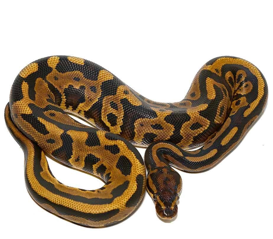 spector leopard het pied ball python for sale spector leopard het pied ball python for sale