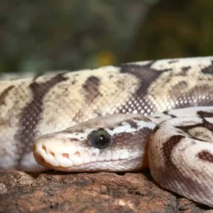 juvenile ghi pewter bee ball python for sale