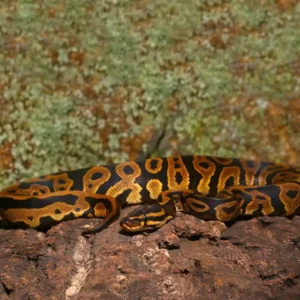 juvenile leopard yellowbelly het pied ball python for sale