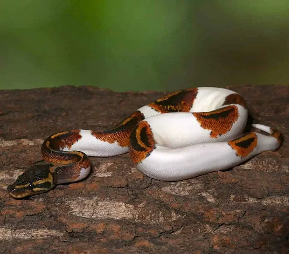juvenile leopard yellowbelly pied ball python for sale juvenile leopard yellowbelly pied ball python for sale