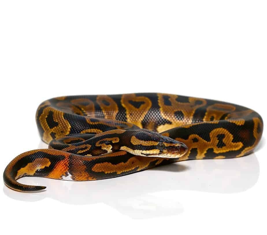 leopard yellowbelly het pied ringer ball python for sale leopard yellowbelly het pied ringer ball python for sale