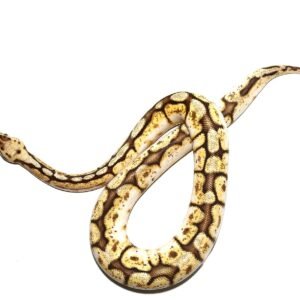 queenbee ball python for sale