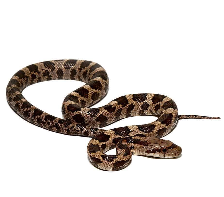 c.b. yearling gray ratsnake for sale c.b. yearling gray ratsnake for sale