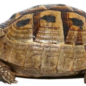 yearling greek tortoise for sale