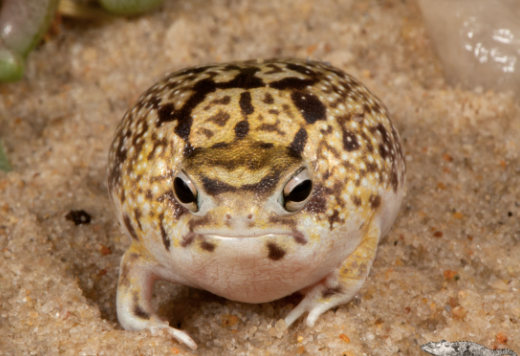 Desert Rain Frog for Sale desert rain frog for sale 1