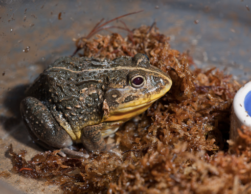 Dwarf Pixie Frog for Sale dwarf pixie frog for sale