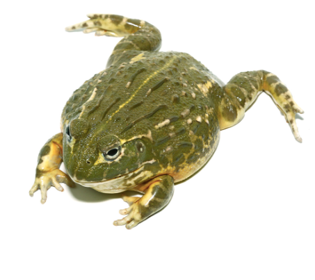 Giant Pixie Frog for Sale giant pixie frog for sale 1