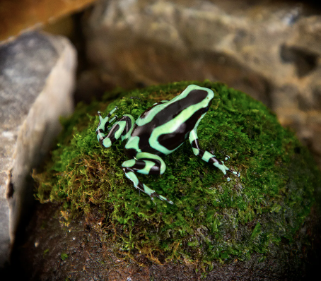 green and black auratus dart frog for sale
