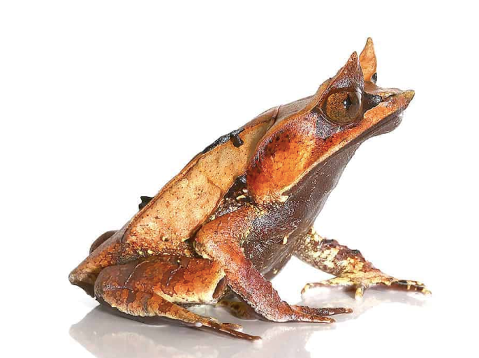 Malaysian Leaf Frog For Sale malaysian leaf frog