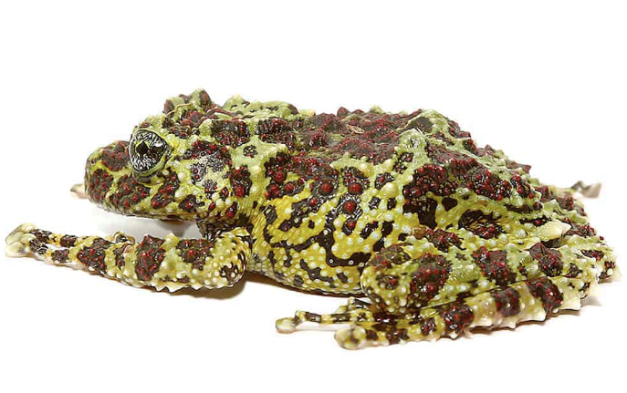Mossy Tree Frog For Sale mossy e1756309542592