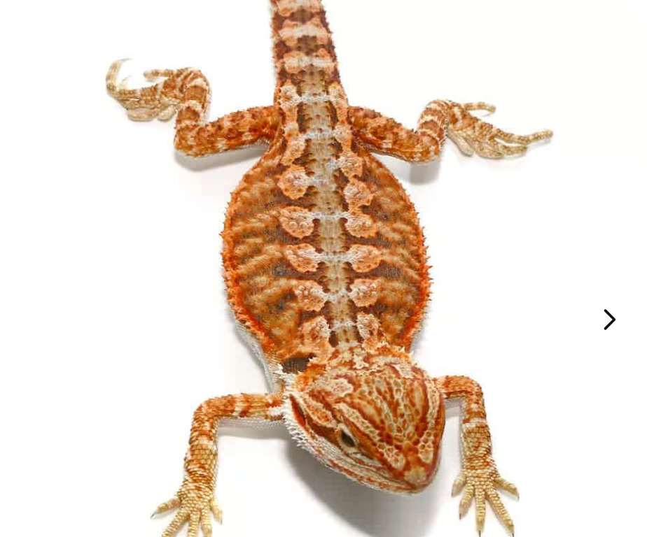 lava flame bearded dragon for sale lava flame bearded dragon for sale