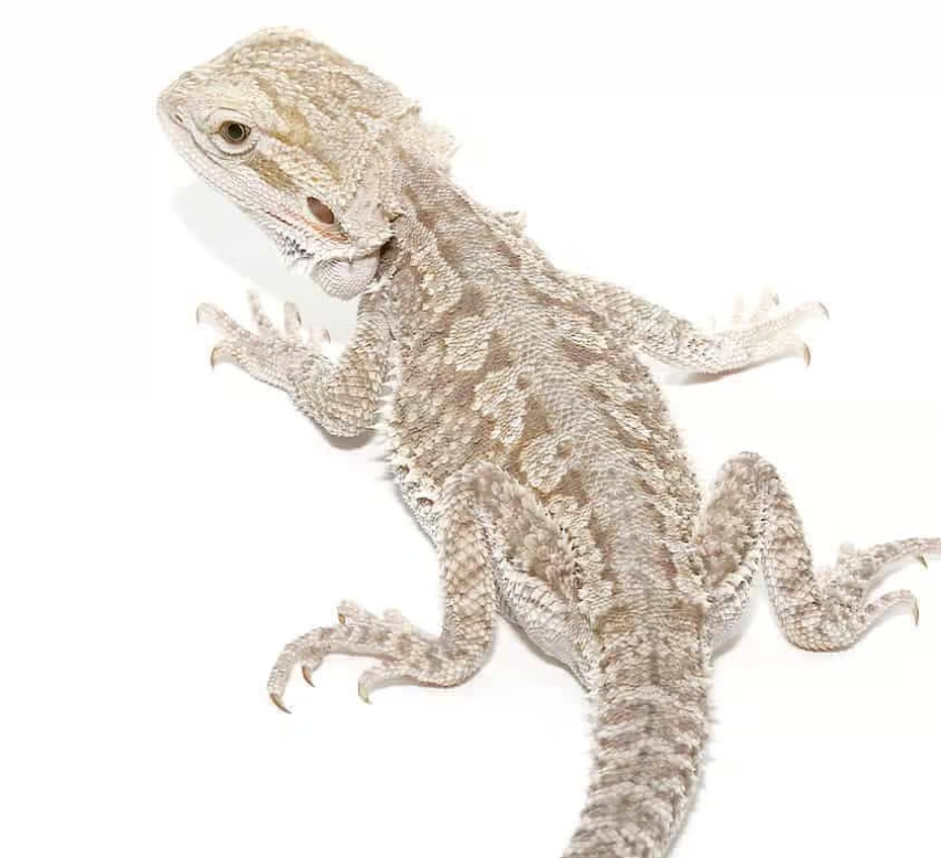 eastern bearded dragon hybrid for sale eastern bearded dragon hybrid for sale