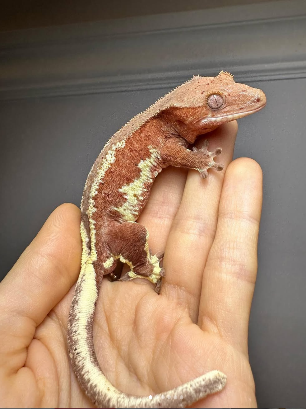 red lilly white crested gecko for sale red lilly white crested gecko for sale