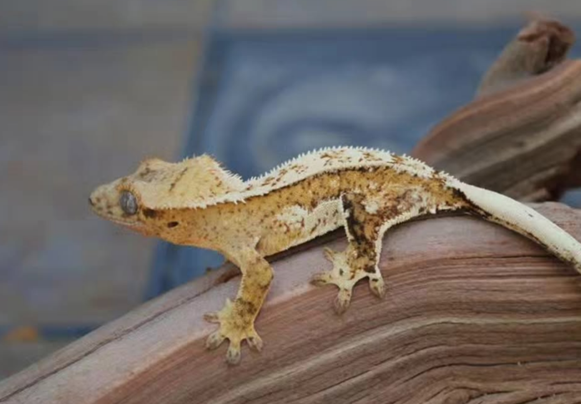 quad stripe crested gecko for sale quad stripe crested gecko for sale