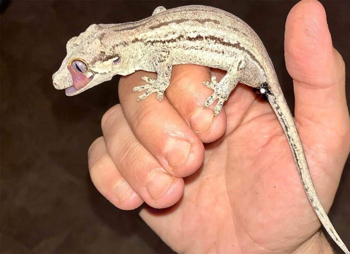 oreo striped gargoyle gecko for sale oreo striped gargoyle gecko for sale