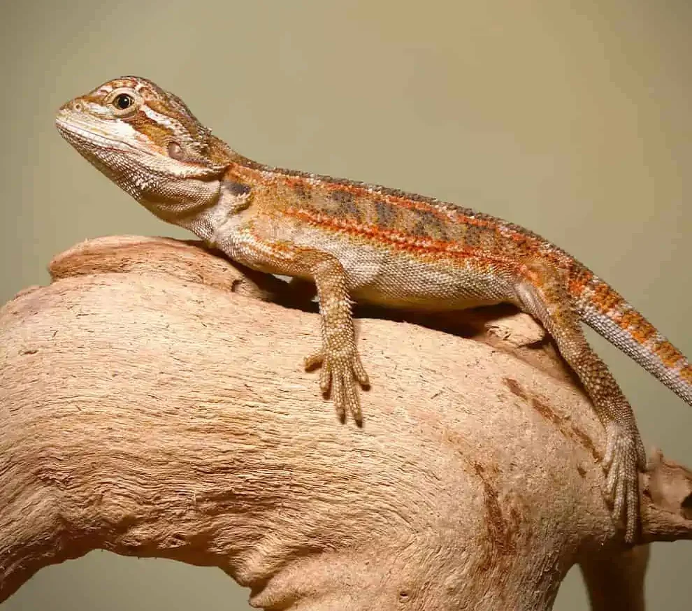 toasted chestnut bearded dragon for sale toasted chestnut bearded dragon for sale